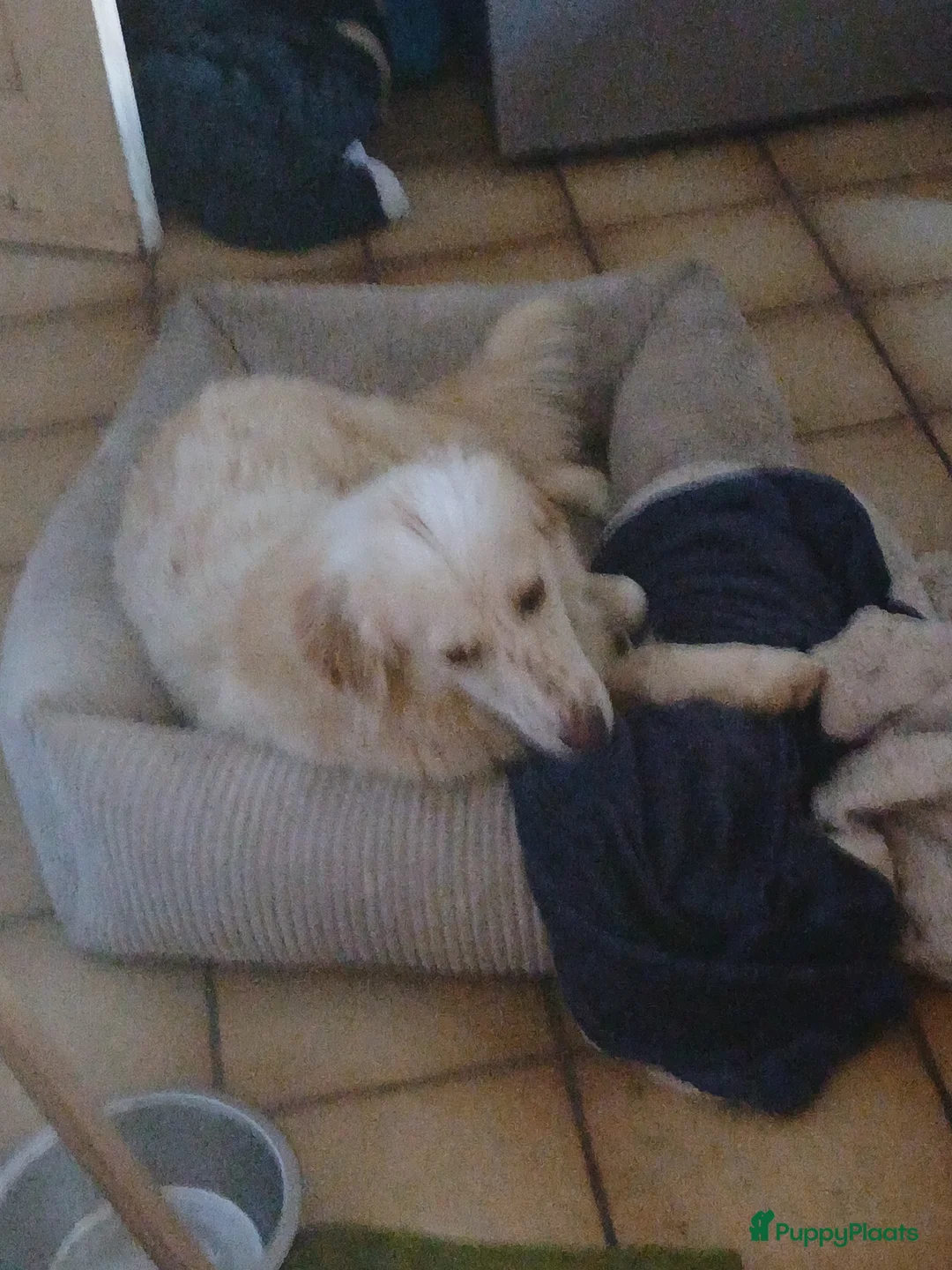 Kruising honden te koop: Deze italiaanse zusjes zoeken baasjes - Advertentie 2