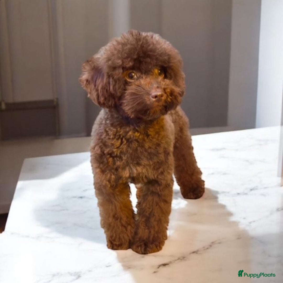 Poedel Toy honden ter dekking:  toy/dwerg poedel dekreutjes met fci stamboom - Afbeelding 14