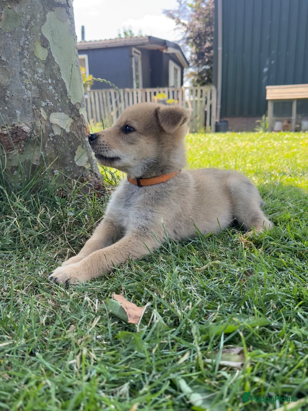 Kruising honden te koop: Pup Eurasiër / Herdermix - Advertentie 1