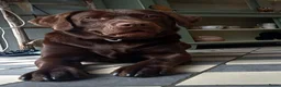 Labrador Retriever honden te koop: Chocoladebruine Labrador Puppy’s Verwacht ( in Dieren - Advertentie 1