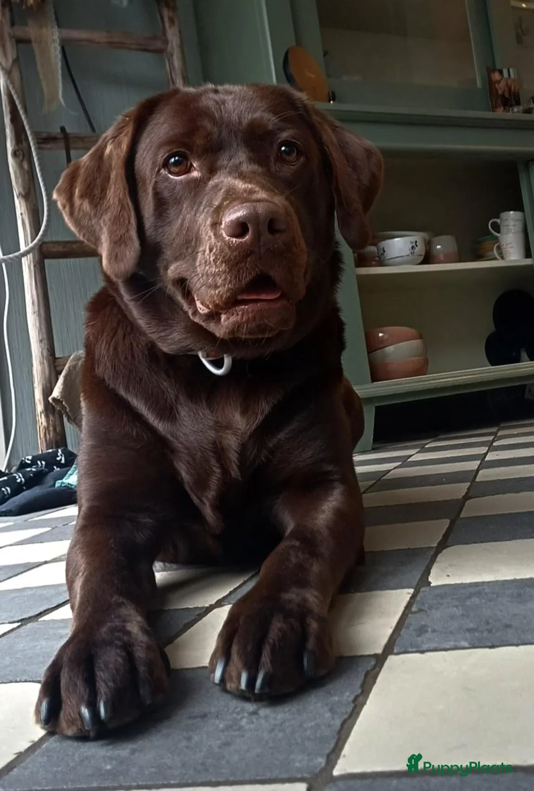 Labrador Retriever honden te koop: Chocoladebruine Labrador Puppy’s Verwacht ( in Dieren - Advertentie 1