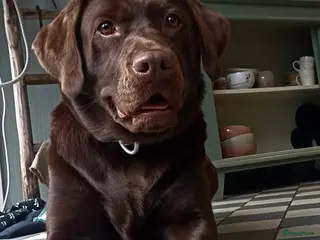 Labrador Retriever honden Chocoladebruine Labrador Puppy’s Verwacht ( - Advertentie 1