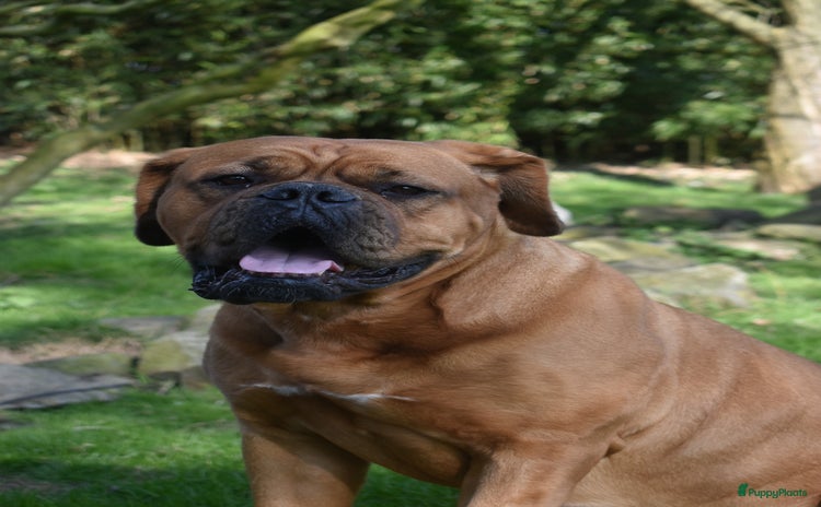 Bordeaux Dog honden - Advertentie 9