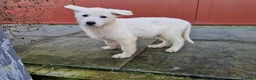 Zwitserse Witte Herdershond honden te koop: zwitserse witte herder pups - Advertentie 11