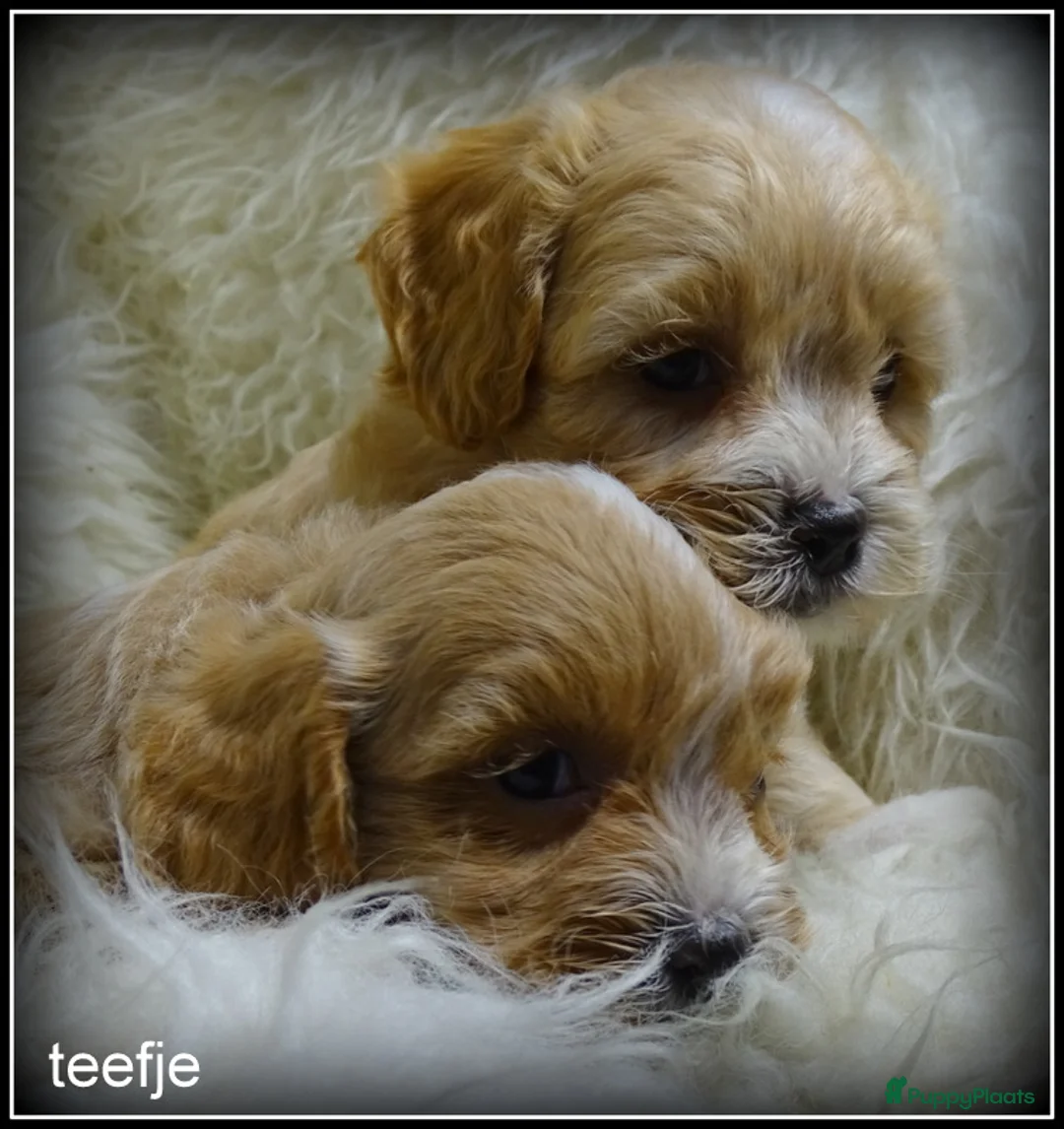 Maltipoo honden te koop: Maltipoo F1b pup reutje - Advertentie 8