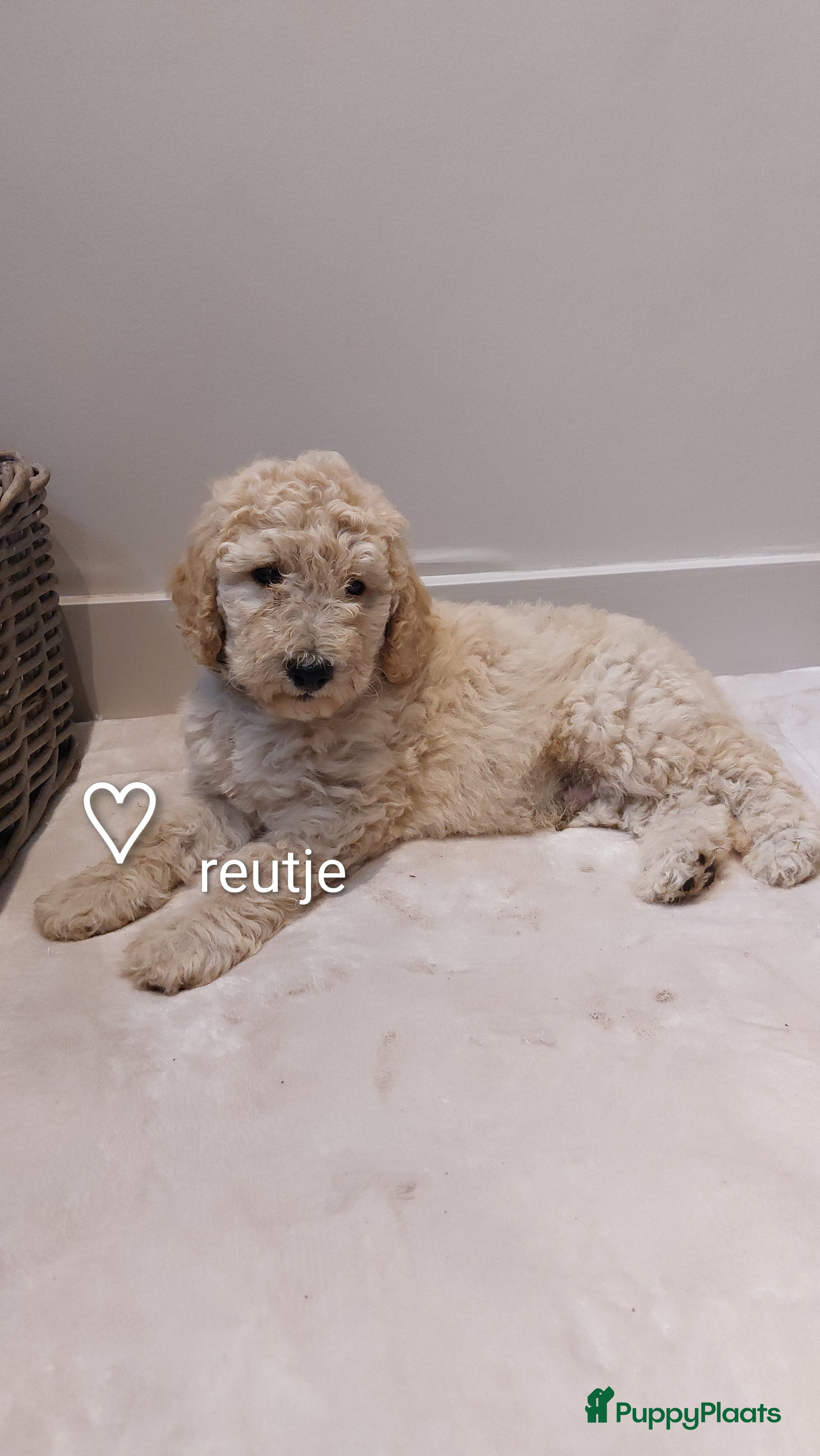 Labradoodle honden Nog 2 knappe labradoodles  - Advertentie 1
