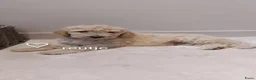 Labradoodle honden te koop: Nog 2 knappe labradoodles  - Advertentie 2
