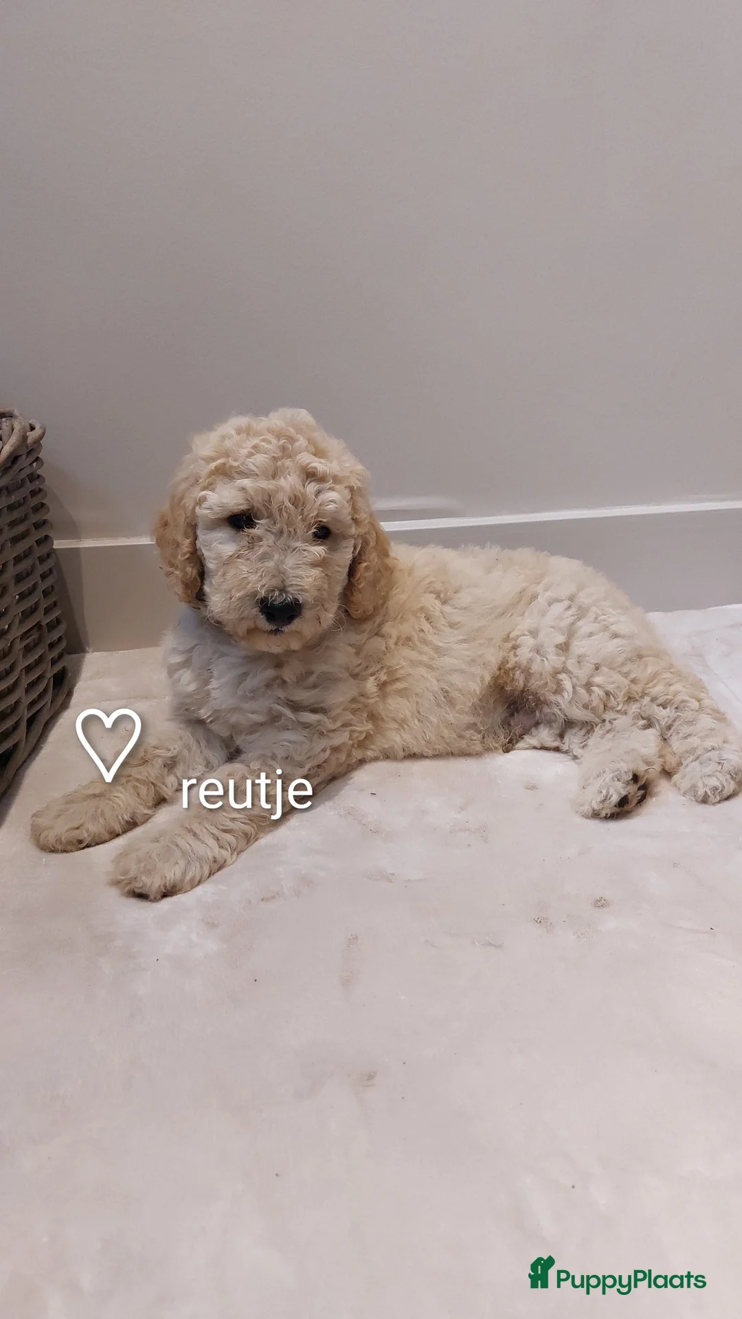 Labradoodle honden te koop: Nog 2 knappe labradoodles  - Advertentie 2