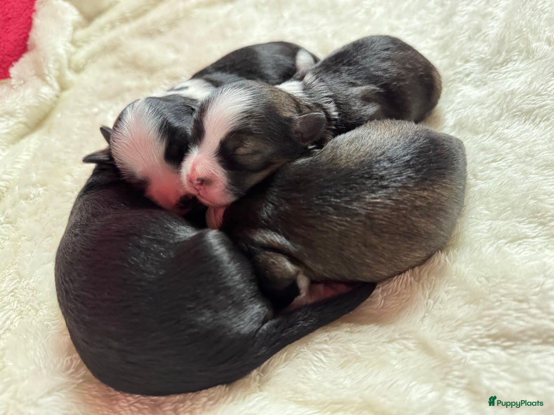 Havanezer honden te koop: Prachtige Havanezer pups, met FCI stamboom - Advertentie 3