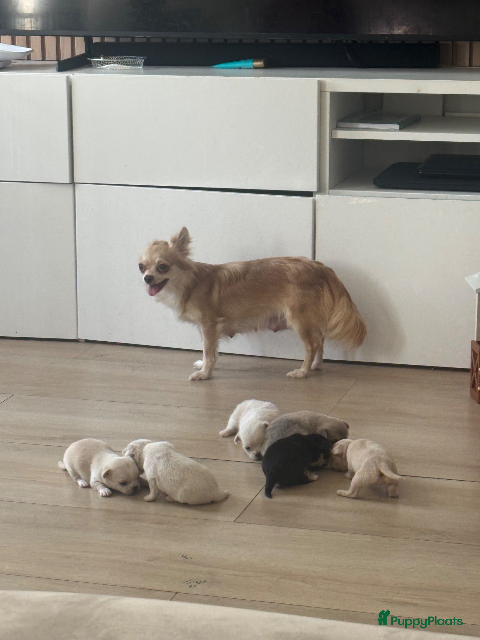 Chihuahua honden Lieve Chihuahua pups te koop - Advertentie 1