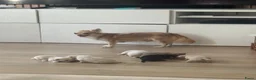 Chihuahua honden te koop: Lieve Chihuahua pups te koop - Advertentie 1