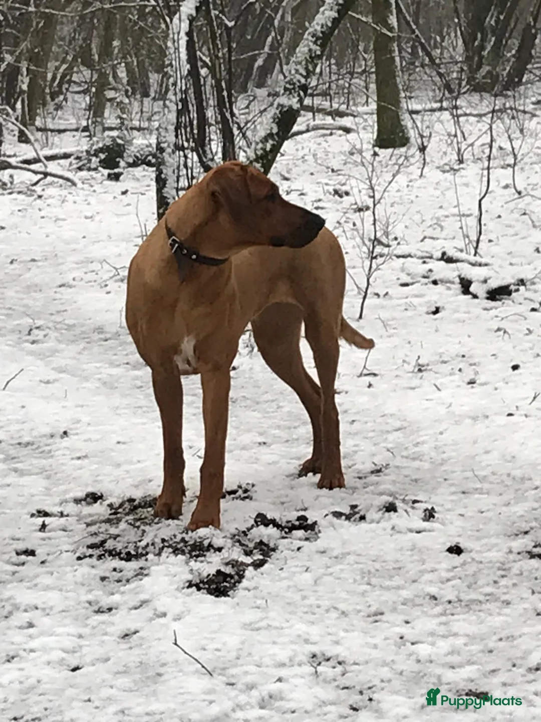 Rhodesian Ridgeback honden te koop: Verwacht 27-01: prachtige Rhodesian Ridgeback pups - Advertentie 5