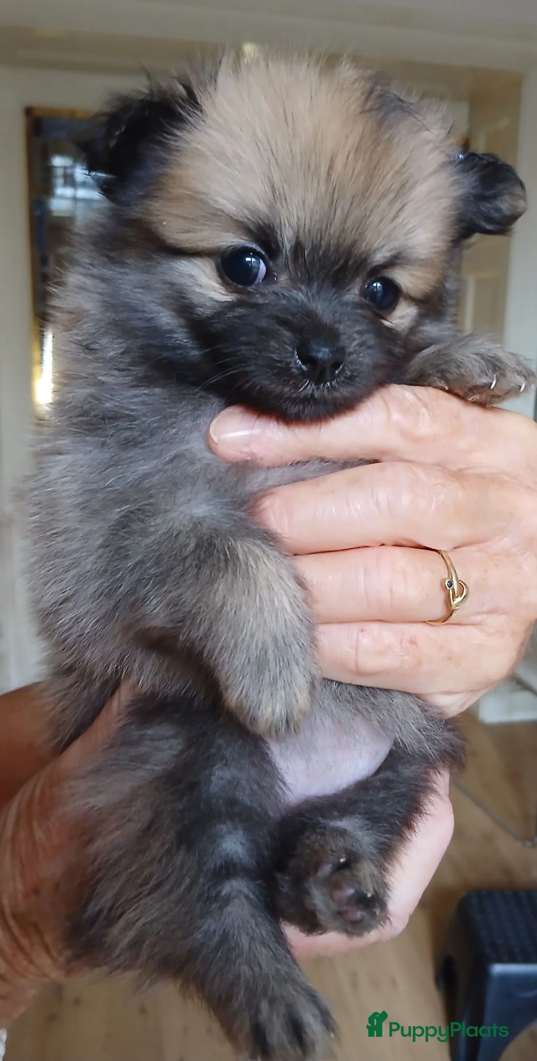 Pomchi honden te koop: Pomeriaan pups - Advertentie 17
