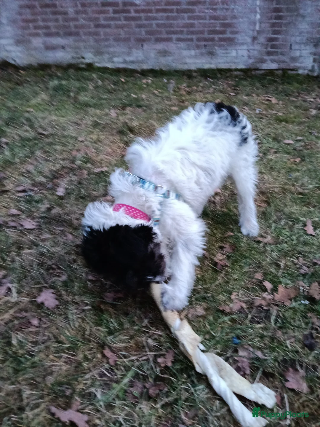 Kruising honden te koop: Maltipoo pup - Advertentie 6