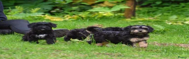 Kruising Puppy 4