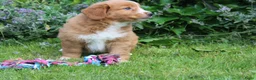 Nova Scotia Duck Tolling Retriever honden te koop: Mooie nova scotia duck tolling retriever pups  - Advertentie 3