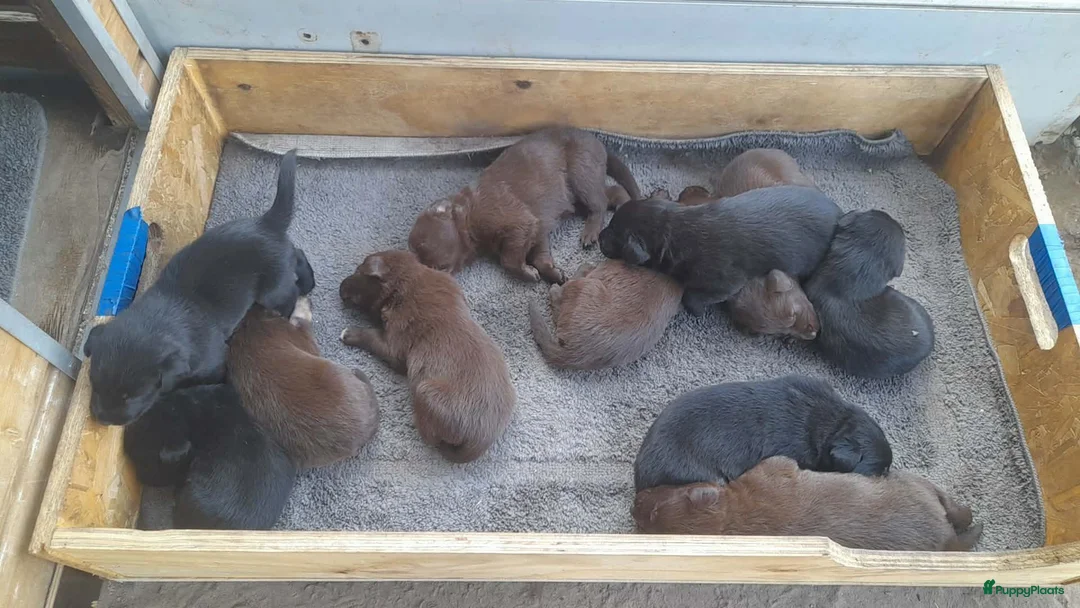 Kruising honden te koop: labrador x bordercollie pups - Advertentie 2
