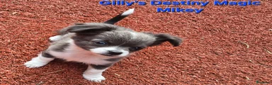 Gilly's Destiny Magic Mikey 