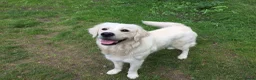 Kruising honden te koop: Australian Goldendoodle pups voor Autisme ADHD - Advertentie 1