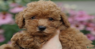 Poedel Toy honden - Advertentie 15