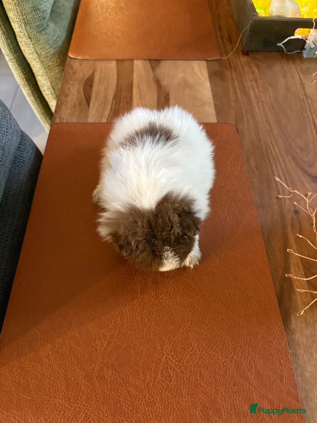 Pomeriaan honden te koop: Pomeriaan pups - Advertentie 7