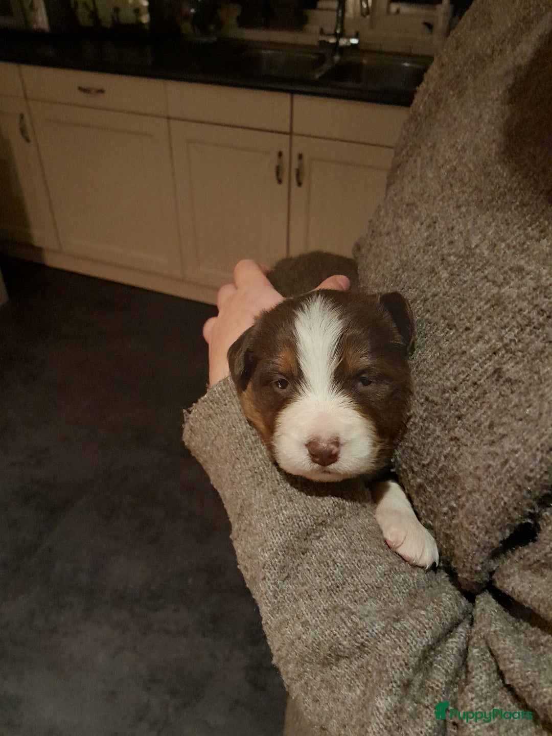 Australian Shepherd honden te koop: Lieve raszuivere australian shepherd pups  - Advertentie 34