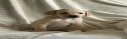 Labradoodle honden te koop: Lieve,sociale labradoodle F1 pups beschikbaar  - Advertentie 10