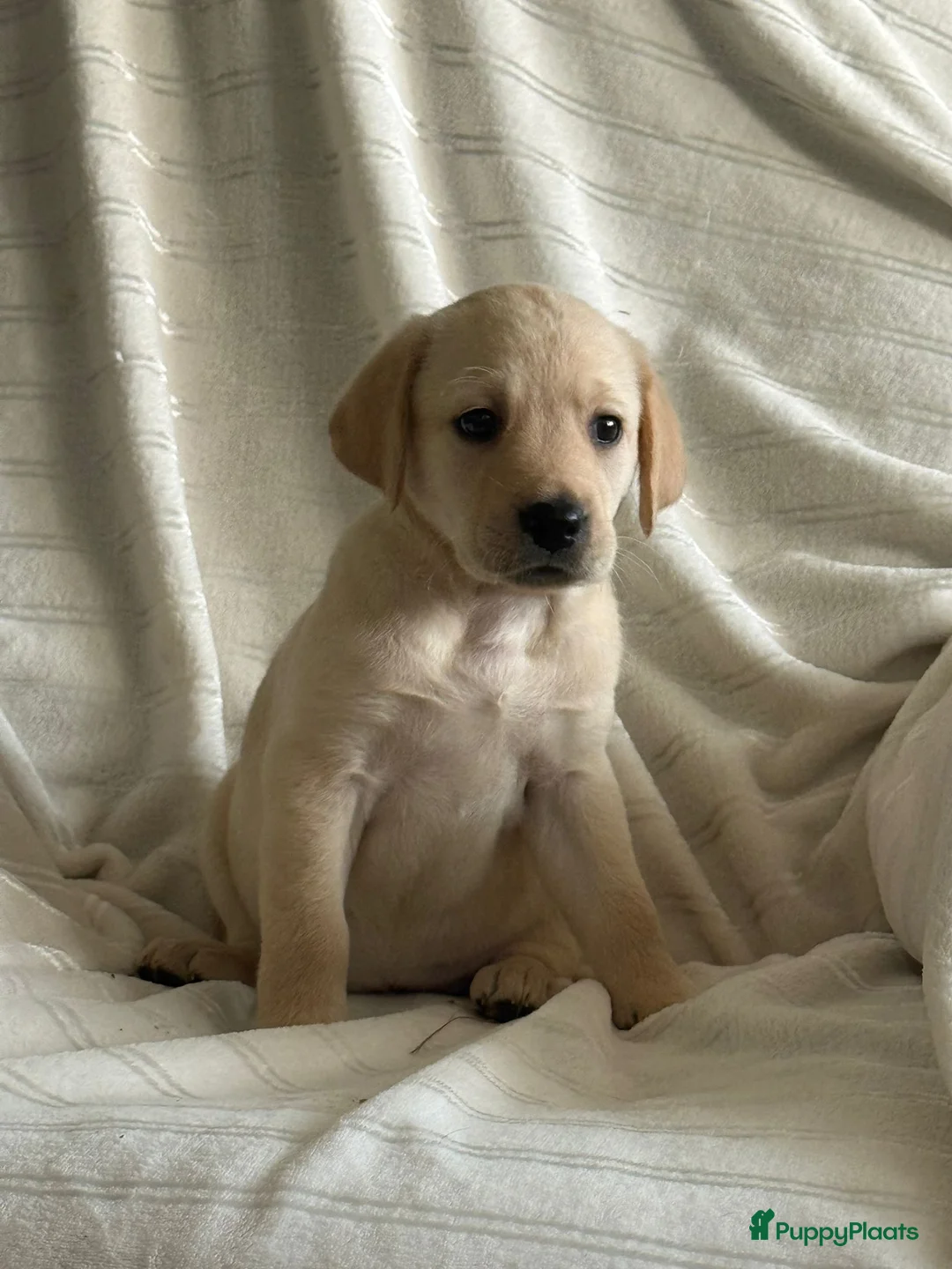 Labradoodle honden te koop: Lieve,sociale labradoodle F1 pups beschikbaar  - Advertentie 10