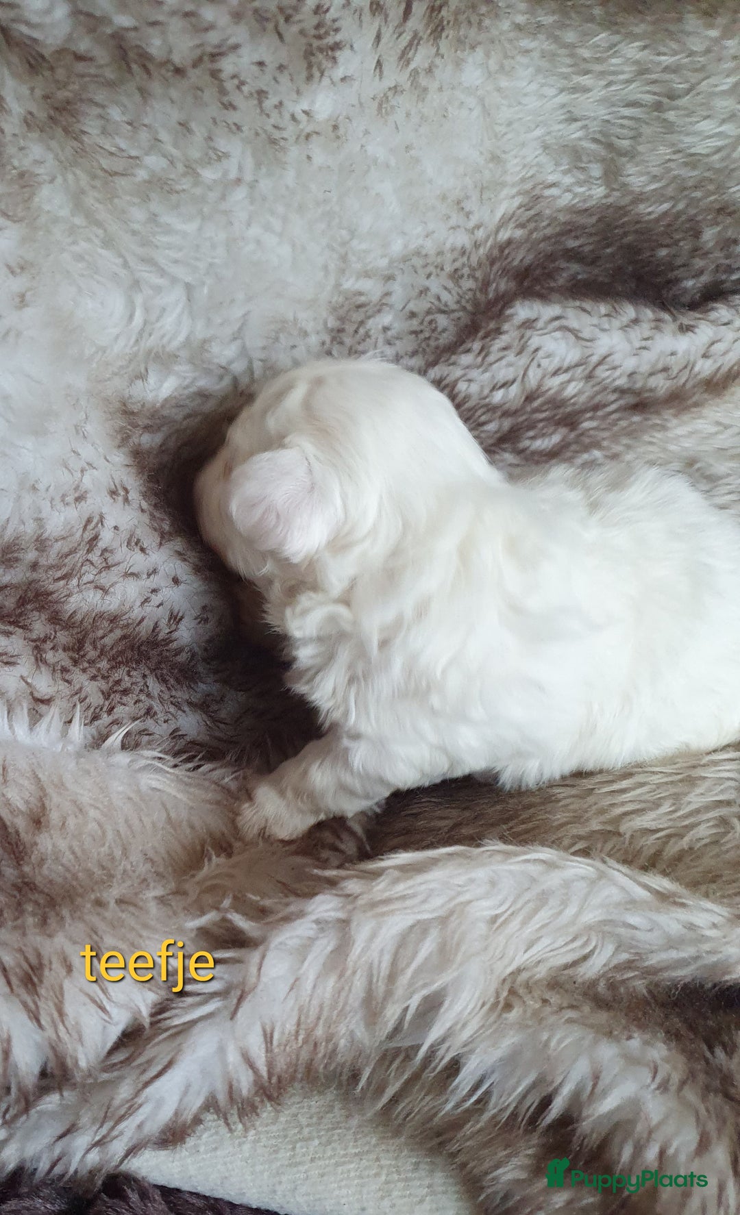 Maltipoo honden te koop: Maltipoo - Advertentie 3