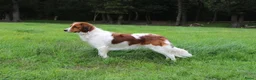 Kooikerhondje honden te koop: Kooiker pup reutje  - Advertentie 10