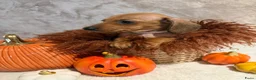 Teckel (korthaar)  honden te koop: Prachtige dwerg teckeltjes  - Advertentie 10