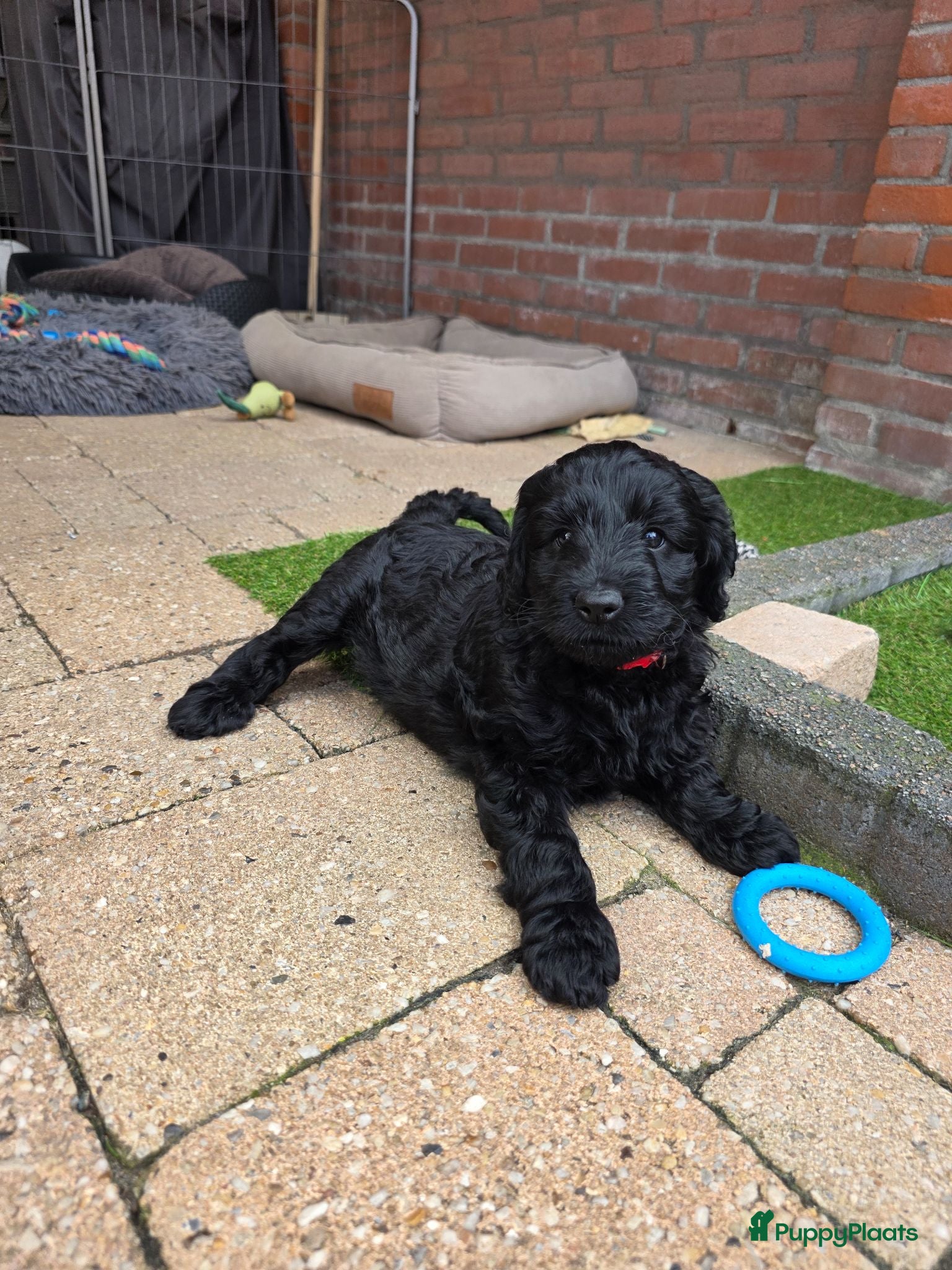Kruising honden ✨ Golden doodle Bailey is moeder mooie 8 pups  - Advertentie 2