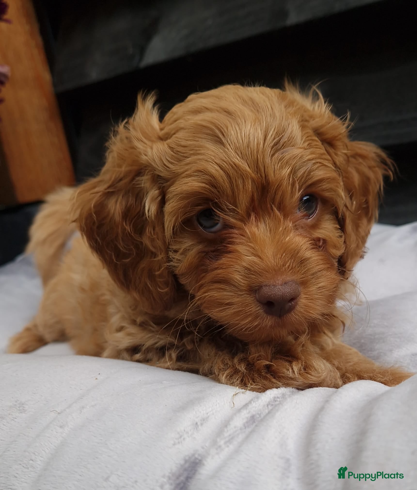 Maltipoo honden Prachtige Maltipoo pups - Advertentie 1