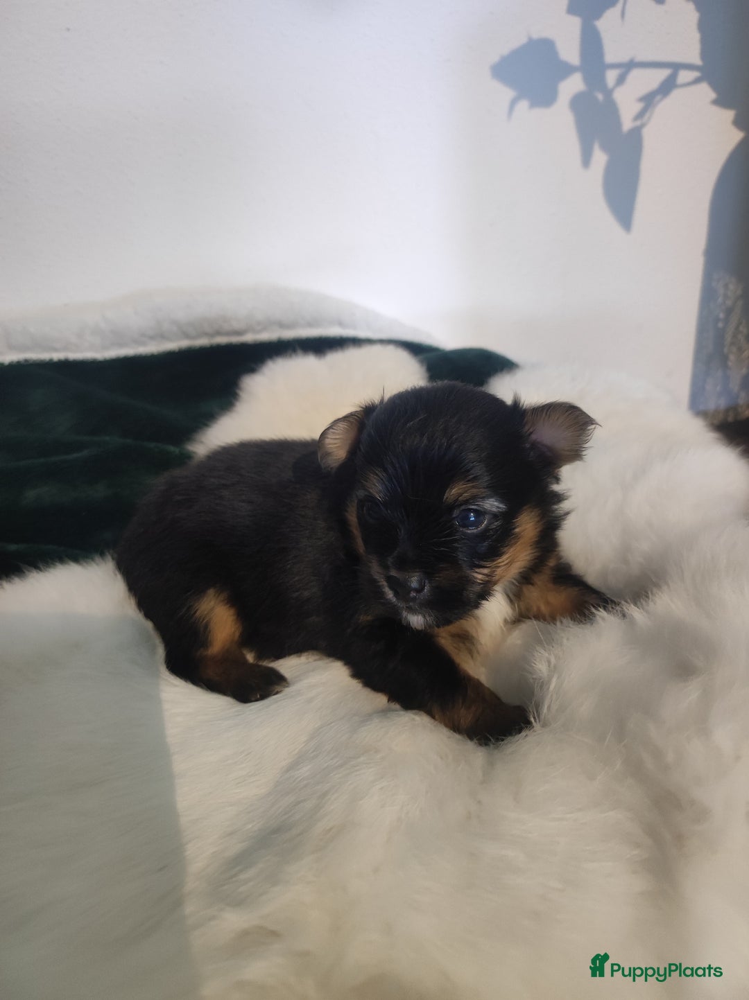 Maltipoo honden te koop: Prachtige pups maltipoo-pomerian in Helmond - Afbeelding 6