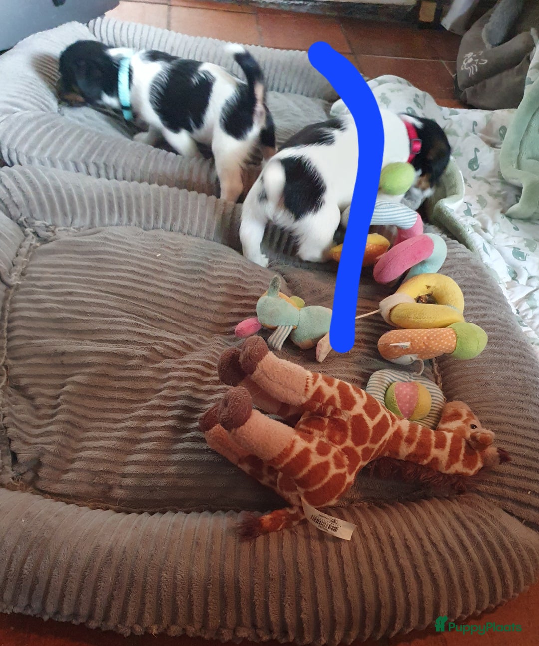 Jack Russel Terriër honden te koop: Lieve ruwharige JACK RUSSELTJES Laagbenig, dď - Afbeelding 5