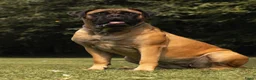 Bullmastiff honden te koop: Bullmastiff pups raszuiver in Heusden - Advertentie 6