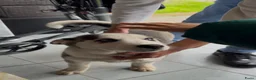 Siberische Husky honden te koop: Pablo, Mali en Mala zoeken een gouden mandje! - Advertentie 1