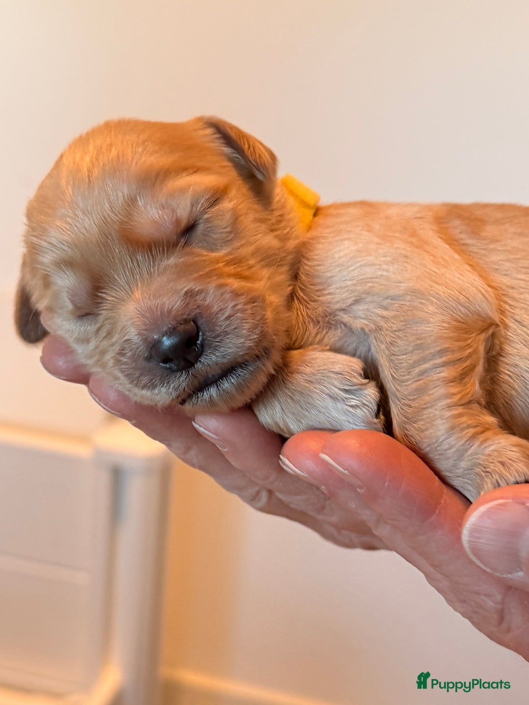 Kruising honden te koop: Goldendoodle/labradoodle  - Advertentie 35