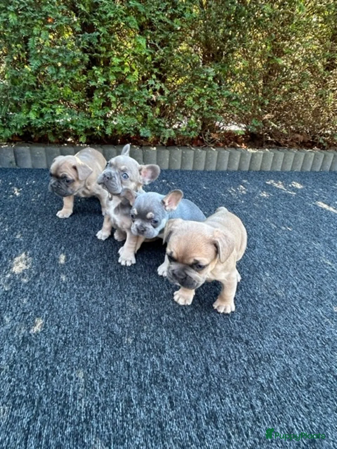 Franse Bulldog honden te koop: Vrolijke Franse Bulldog pups met stamboom. - Advertentie 2