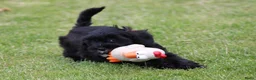 Kruising honden te koop: Knappe Boompoo pups - Advertentie 11