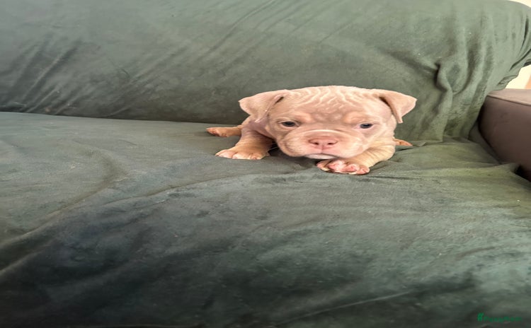 Amerikaanse Bully honden - Advertentie 1