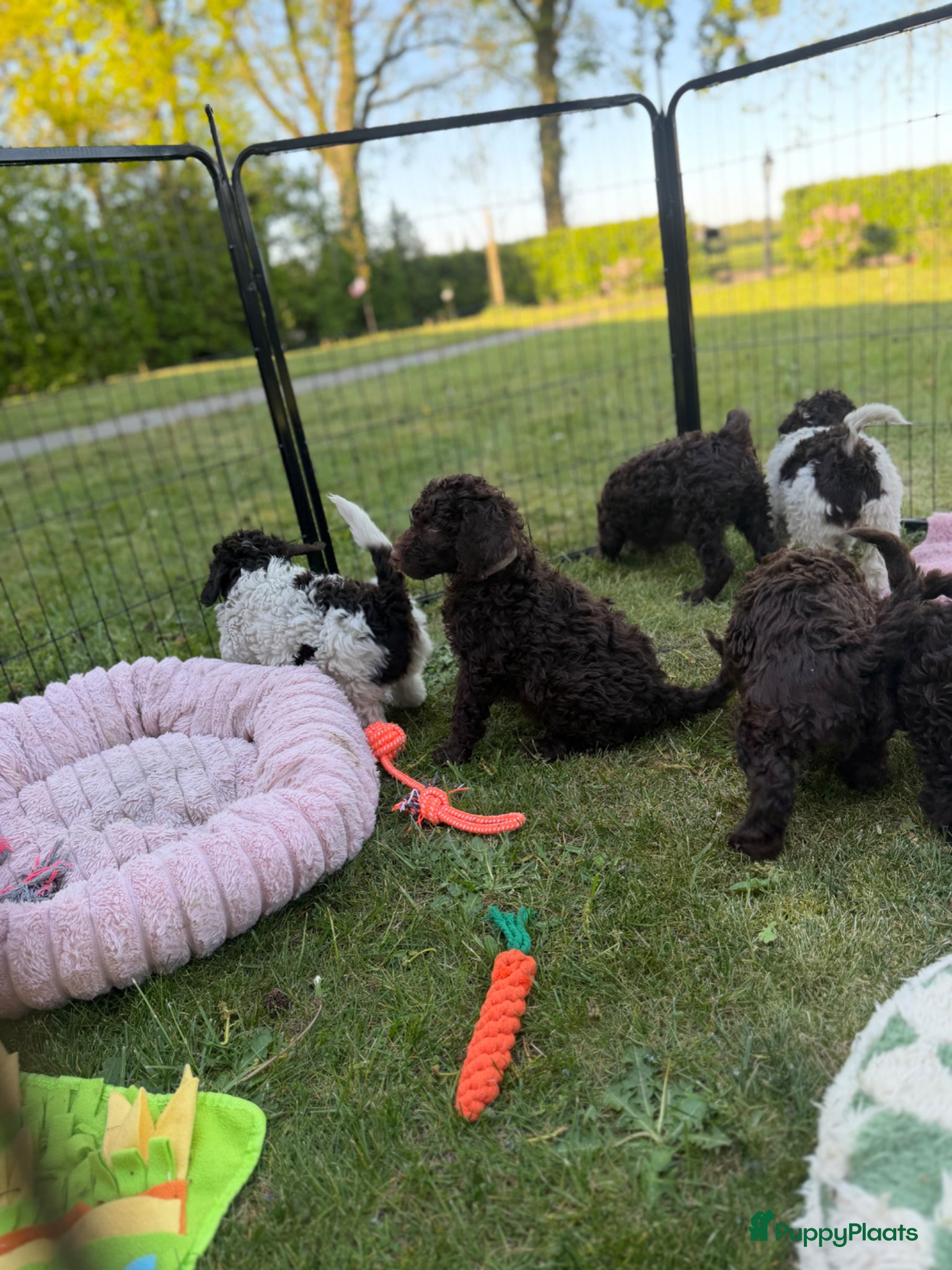 Australian Labradoodle honden Geweldig bruine medium Australian Labradoodle pups - Advertentie 1