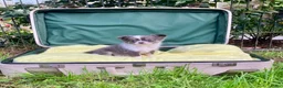 Pomchi honden te koop: Schattige pomchi reutjes zoeken fijn huisje - Advertentie 10