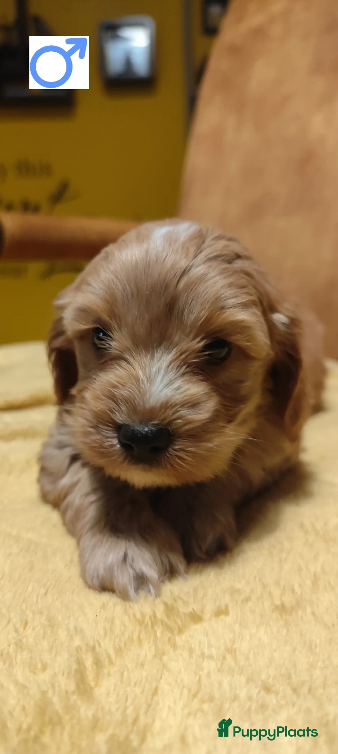 Cavapoo honden te koop: Mooie cavapoo pups - Advertentie 2