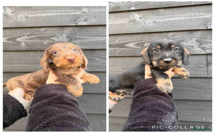 Ruwhaar Teckel honden - Advertentie 8