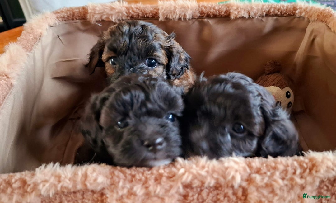 Maltipoo honden te koop: Maltipoo - Advertentie 13