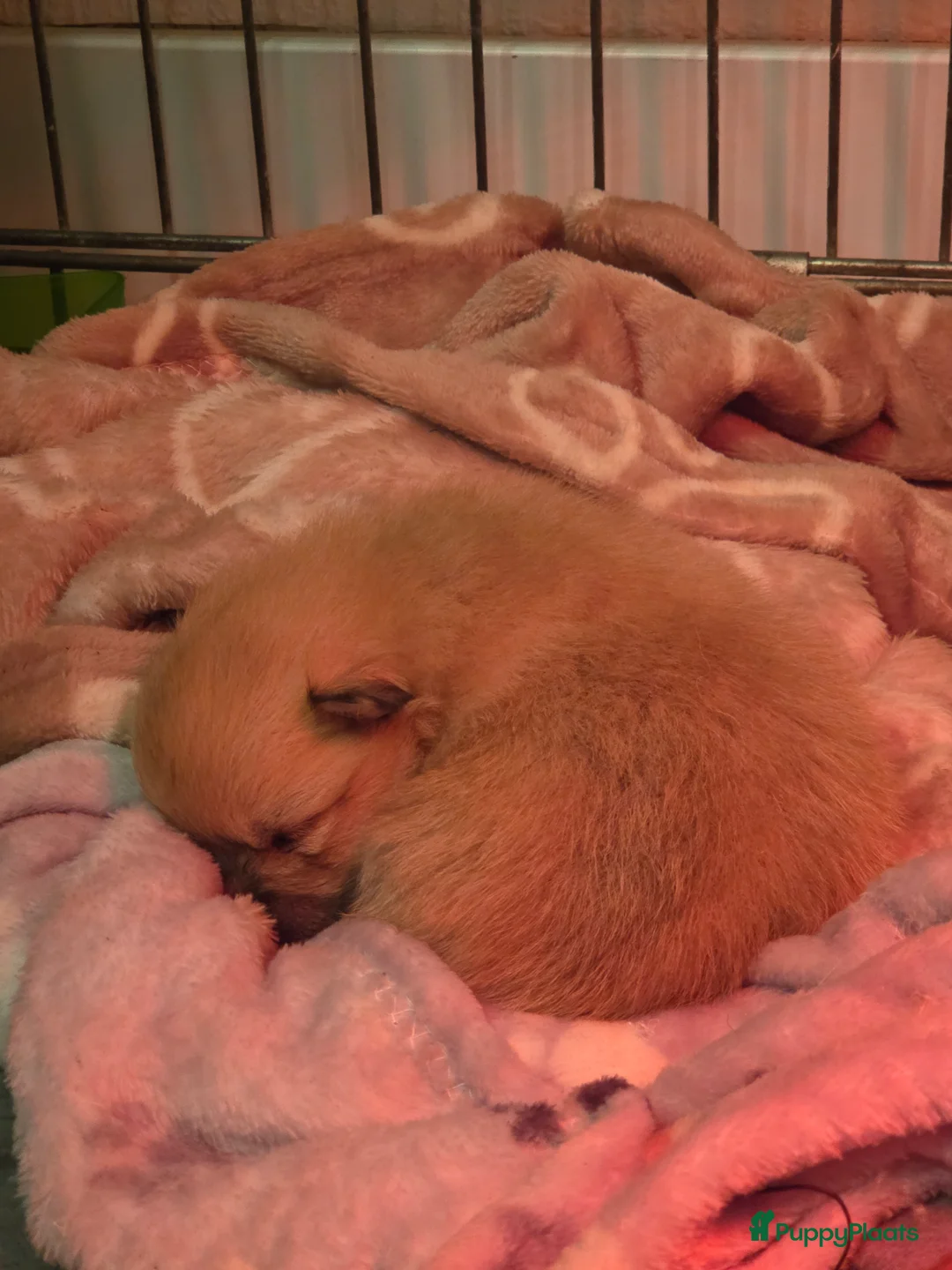 Pomeriaan honden te koop: Mooie pomeriaanpups te koop - Advertentie 8