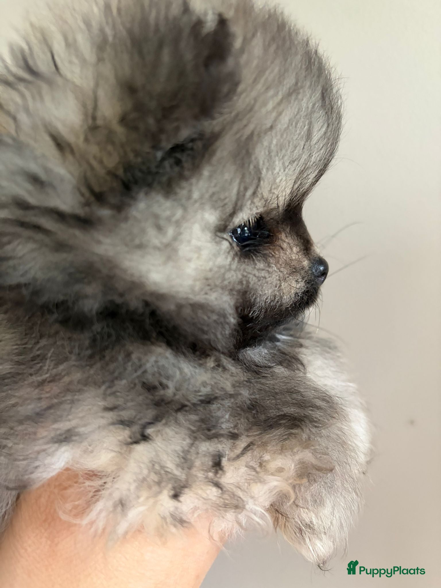 Pomeriaan honden Pommeriaan - Advertentie 2