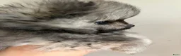 Pomeriaan honden te koop: Pommeriaan - Advertentie 2