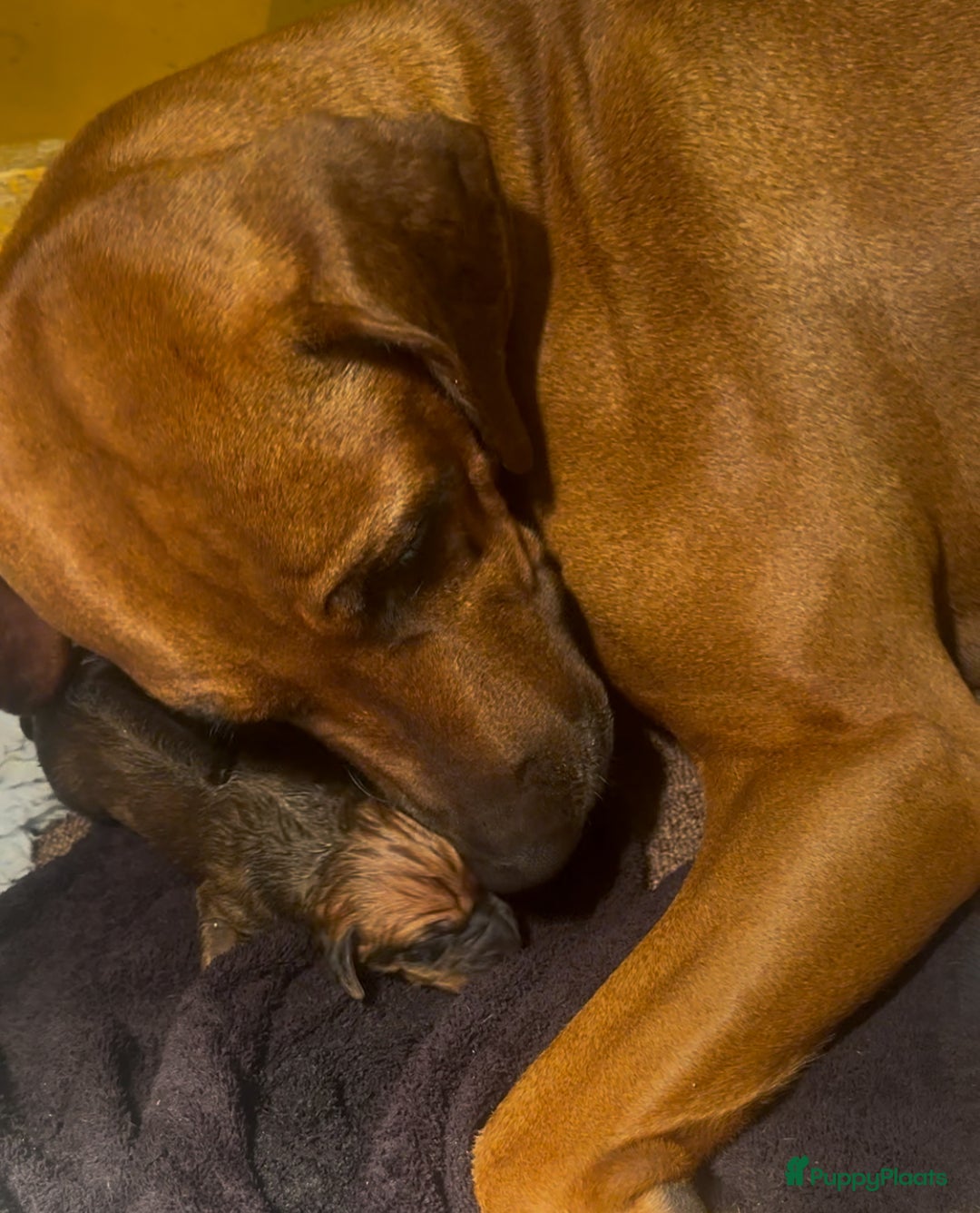 Rhodesian Ridgeback honden te koop: Prachtige en perfecte Rhodesian Ridgeback pups in Oosterbeek - Afbeelding 3